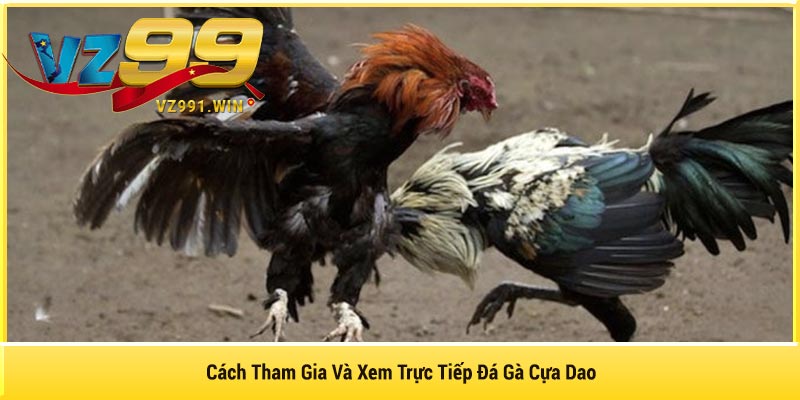 Cách Tham Gia Và Xem Trực Tiếp Đá Gà Cựa Dao
